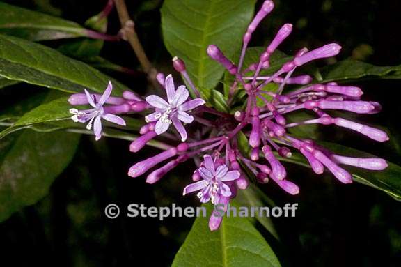 fuchsia paniculata 1 graphic